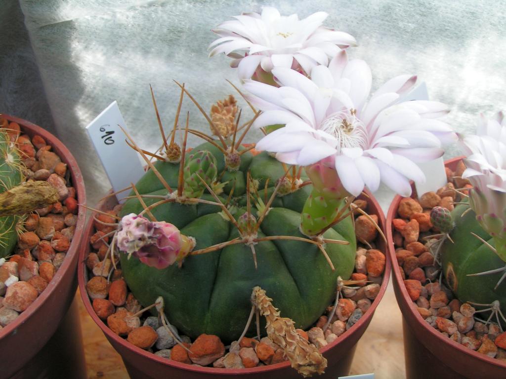 Gymnocalycium eurypleurum